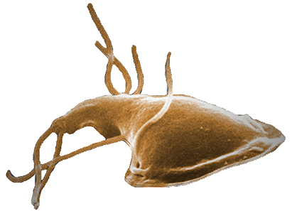 Giardia